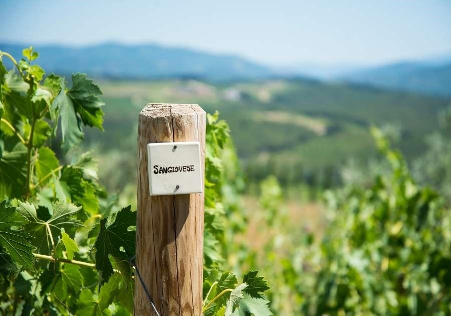 Sangiovese Grosso e il Brunello di Montalcino
