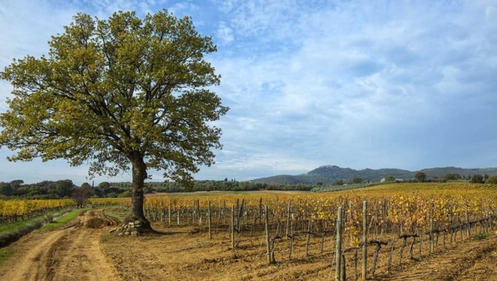 Produzione olio extra vergine di oliva a Montalcino