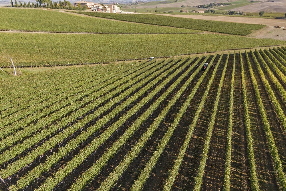 Vigne | Il Passaggio Ristorante resort